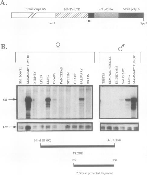 graphic file with name molcellb00167-0062-a.jpg