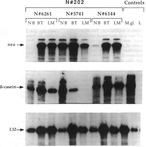 graphic file with name pnas01096-0029-a.jpg