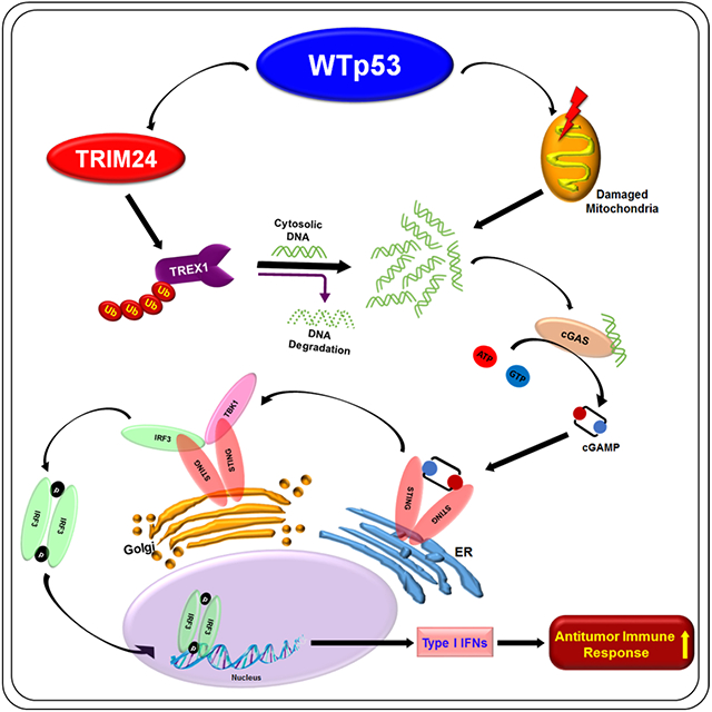 graphic file with name nihms-1865712-f0001.jpg