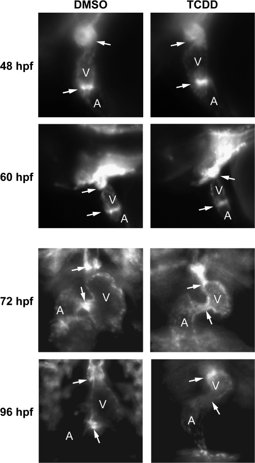 FIG. 6.