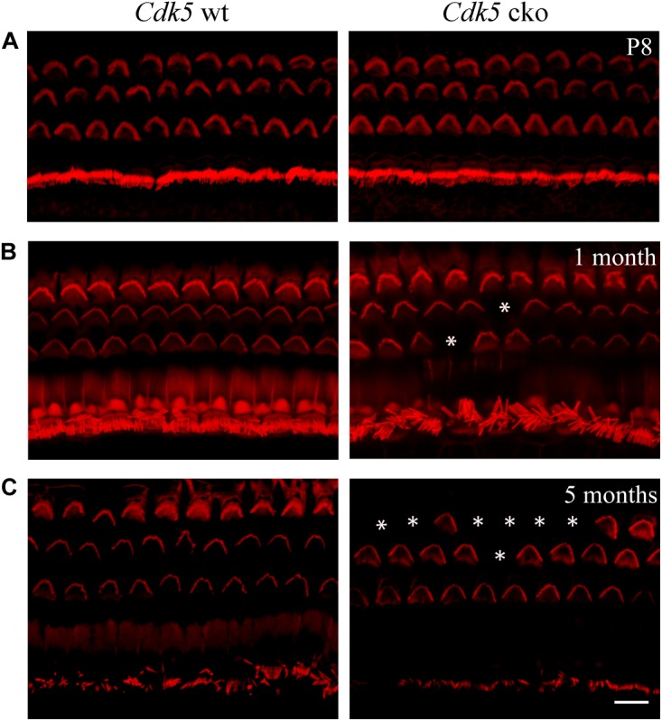 FIGURE 3