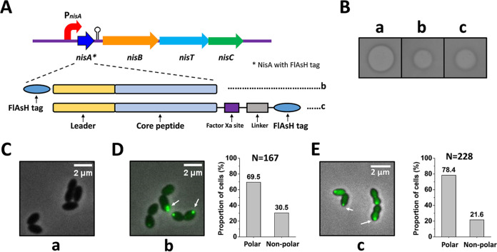 FIG 4