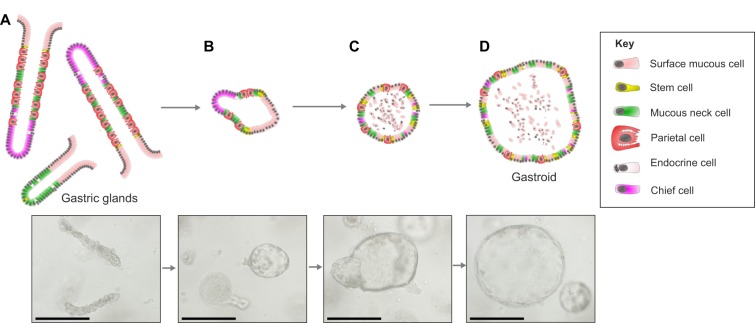 Fig. 5.