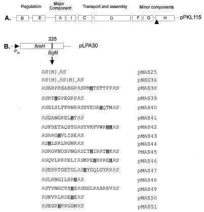 FIG. 1