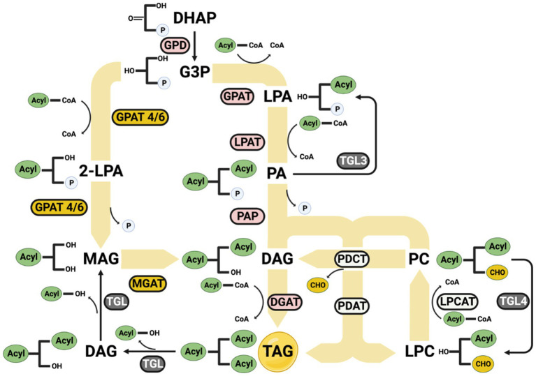 Figure 7