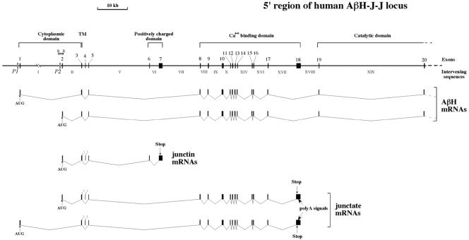 FIG. 1.