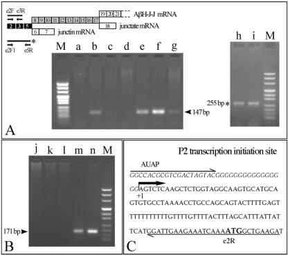 FIG. 2.