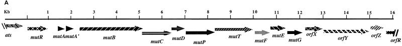 FIG. 1