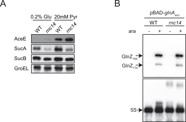 Figure 6—figure supplement 1.