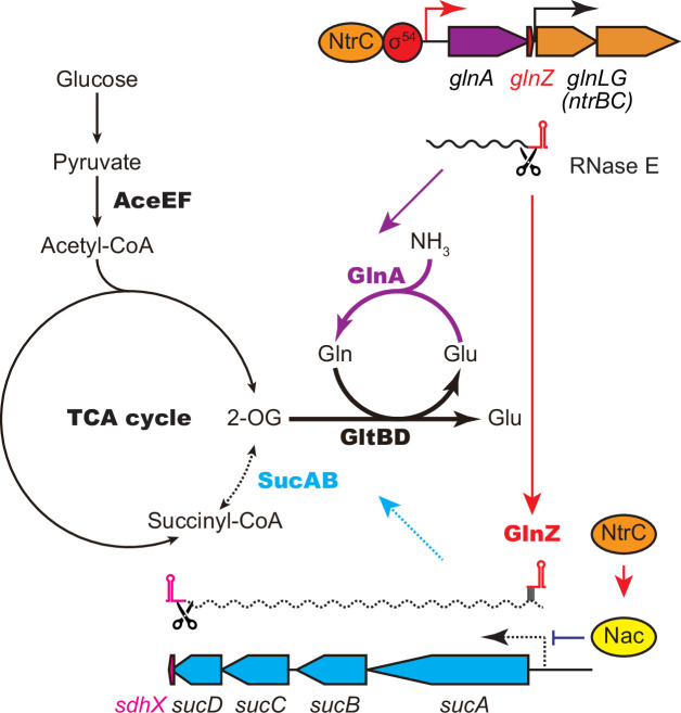 Figure 7.