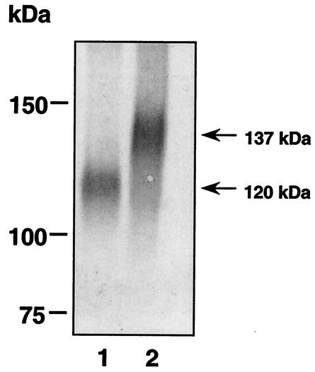 FIG. 5.