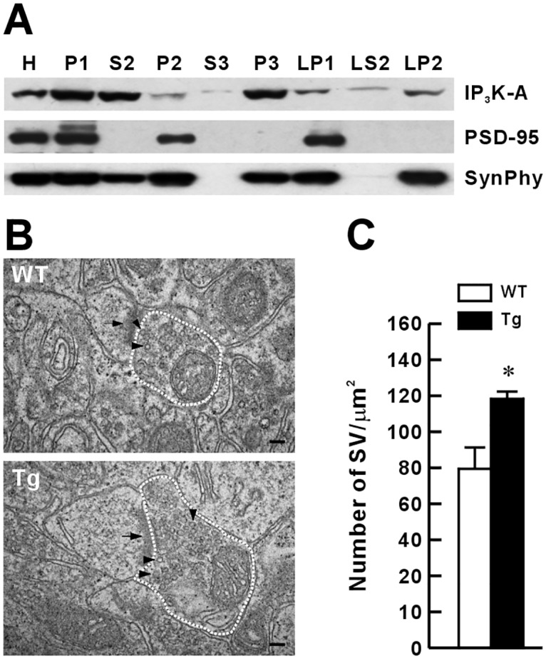 Fig 5