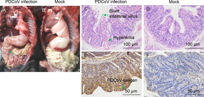 Fig. 6