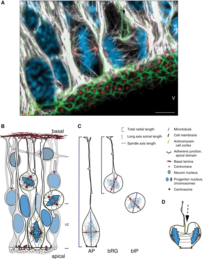 FIGURE 1: