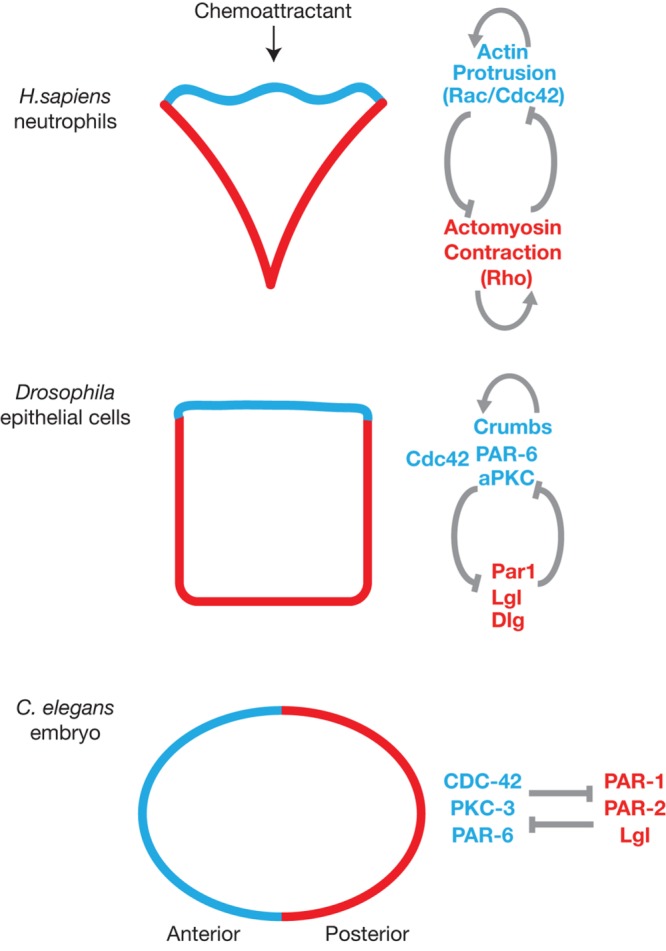 FIGURE 2: