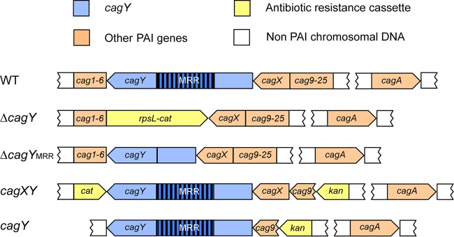 FIG 3 