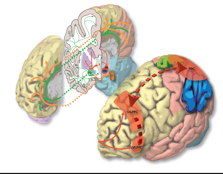 graphic file with name awv104fig1g.jpg