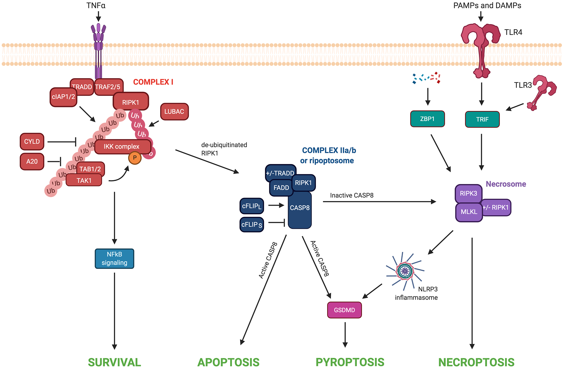 Figure 2: