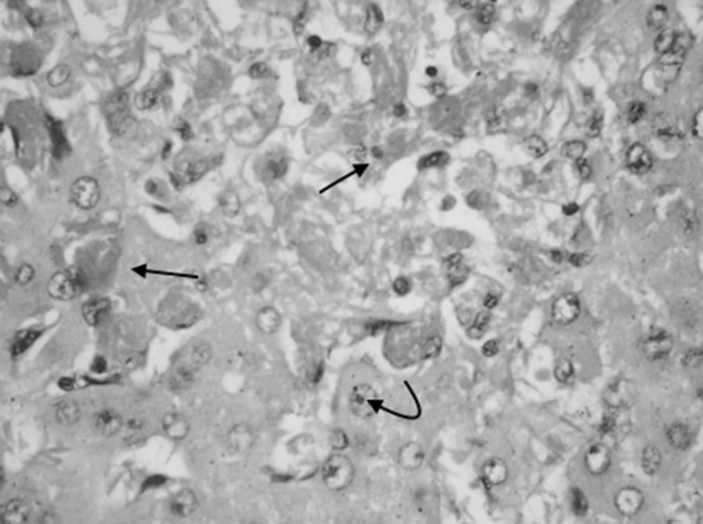Fig. 1