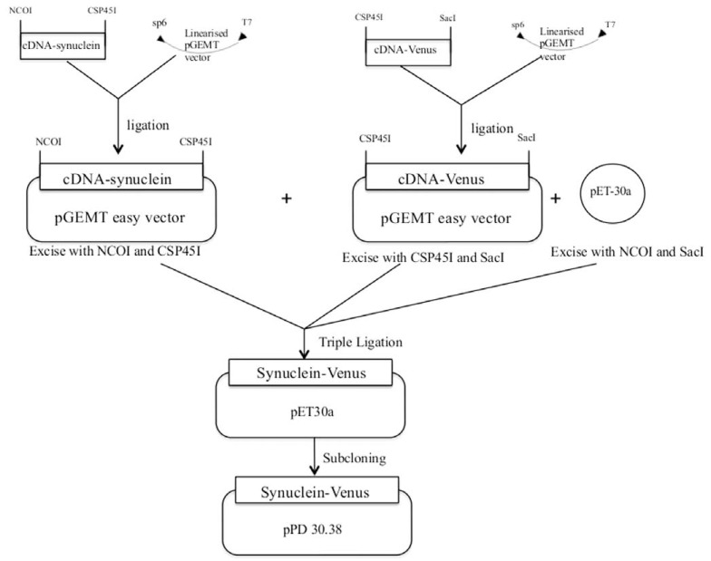 Fig. (1)