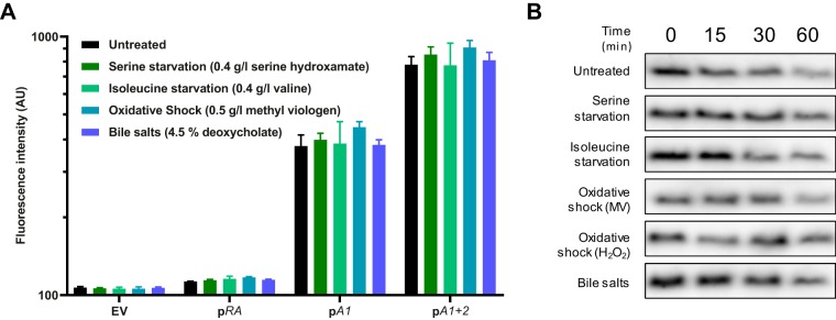 FIG 2