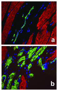 Supplemental Figure 2.