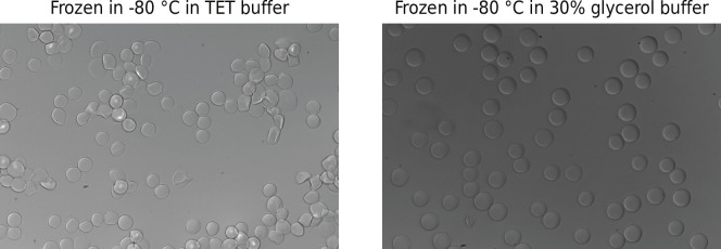 Figure 1—figure supplement 1.