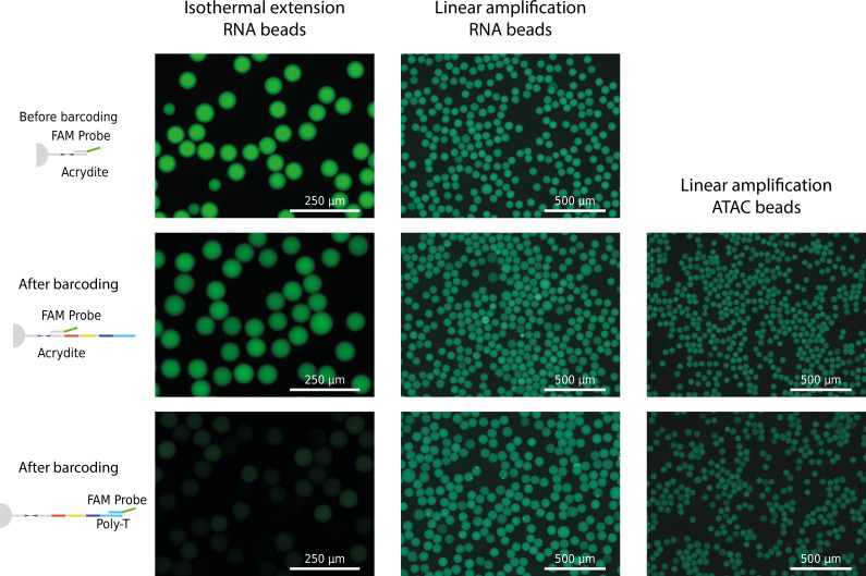 Figure 1—figure supplement 2.