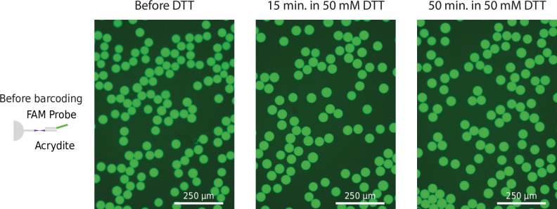 Figure 1—figure supplement 4.