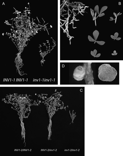 Fig. 5.