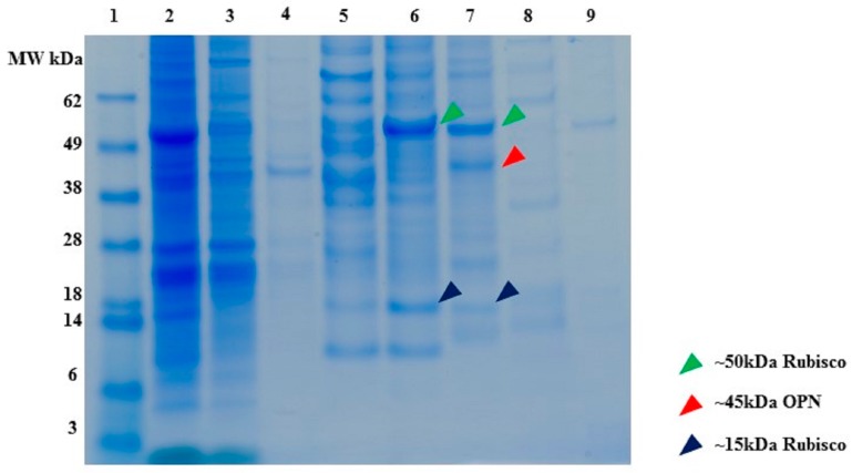 Figure 10