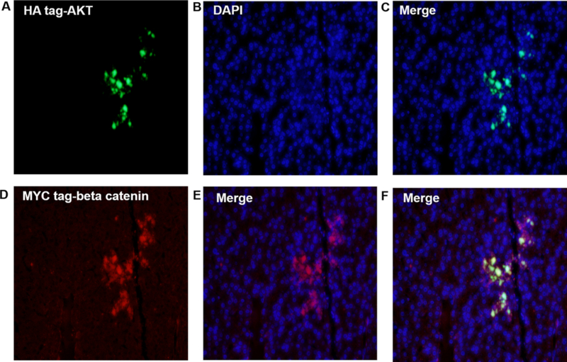 Figure 4: