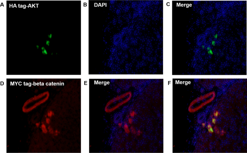 Figure 5: