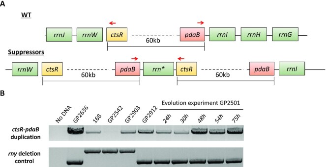 Figure 5.