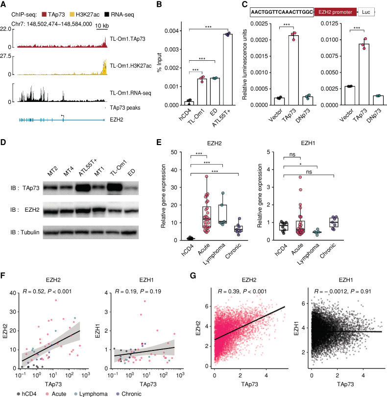 Figure 4. TAp73 transcriptionally induces EZH2 gene expression. A, TAp73 and H3K27ac enrichment (ChIP-seq) and transcripts (RNA-seq) of the EZH2 gene in TL-Om1 cells. Extracted TAp73 peak is shown as a red bar. B, ChIP-qPCR for TAp73 in the EZH2 promoter region of ATL cell lines relative to healthy human donor CD4+ T cells (hCD4; n = 3). C, Promoter assays using the TP73 motif identified within the TAp73 peak by the ChIP-seq experiment shown in A. Relative luciferase activities with the expression of various TP73 isoforms in HEK293 (left) and Jurkat (right) cells (n = 3). A schematic of the assay construct is shown above the bar plots. D, Immunoblots (IB) of TAp73, EZH2, and Tubulin in HTLV-1–infected cell lines. E, mRNA expression of EZH2 (left) and EZH1 (right) by RT-qPCR in hCD4 (n = 8) and ATL cells (acute type, n = 28; lymphoma type, n = 5; chronic type, n = 7). F and G, Correlation between TAp73 expression and expression of EZH2 (left) or EZH1 (right) in hCD4 and ATL cells (F) and TCGA data (G). Results of Pearson correlation analysis are plotted. Results are plotted as mean ± SD, using one-way ANOVA with the post hoc Dunnet (B and C) or Steel test (E). *, P < 0.05; **, P < 0.01; ***, P < 0.001; ns, not significant.