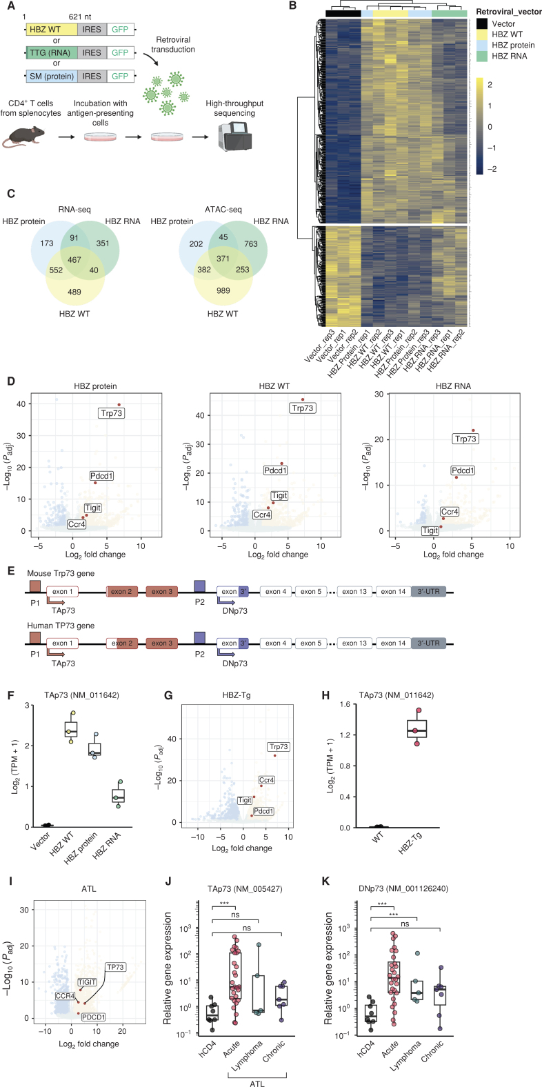 Figure 1. HBZ protein and RNA both upregulate TP73. A, Schematic diagram for retroviral transfer of HBZ into primary mouse CD4+ T cells. Each construct encodes WT HBZ, HBZ RNA (ATG is converted to TTG) or HBZ protein (SM, silent mutations; ref. 5). Created with BioRender.com. B, A heat map of the top 500 differentially expressed genes in HBZ WT and its mutants compared with the vector, calculated from RNA-seq data. C, Shared transcriptomes (left; the number of genes) and open chromatin regions (right) associated with HBZ WT and its mutants are shown in Venn diagrams. D, Volcano plots of differentially expressed genes. Fold change and adjusted P value (Padj) are plotted for genes that are upreulgated (yellow) or downregulated (blue) compared with the vector. E, TP73 gene maps (upper, mouse; lower, human) depicting the major two isoforms, TAp73 and DNp73, and their promoters. F, Transcripts per million (TPM) of TAp73 in the transduced cells (n = 3). G, A volcano plot resulting from RNA-seq that compares the CD4+ T cells of HBZ-Tg mice with those of WT mice (n = 3). H, TPM of TAp73 in HBZ-Tg and WT mouse CD4+ T cells (n = 3). I–K, TP73 expression in ATL. A volcano plot resulting from RNA-seq compares CD4+ T cells of ATL patients (n = 7) with those of healthy donors (n = 10; I). mRNA expression of TAp73 (J) and DNp73 (K) by RT-qPCR in CD4+ T cells of ATL patients (acute type, n = 28; lymphoma type, n = 5; chronic type, n = 7) and healthy donors (hCD4; n = 8). Results are plotted as mean ± SD, using one-way ANOVA followed by the post hoc Steel test (J and K). ***, P < 0.001; ns, not significant.