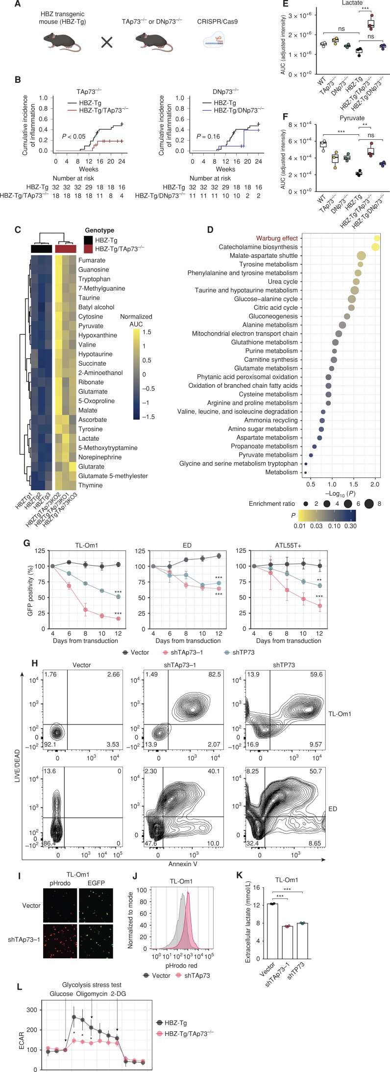 Figure 5. TAp73 inactivation causes ATL cell death and intracellular acidification due to lactate accumulation. A, Mating diagram of HBZ-Tg mice with TP73 knockout mice (TAp73−/− or DNp73−/−) created by CRISPR/Cas9. B, Cumulative incidence of skin inflammation in HBZ-Tg mice (n = 32) compared with HBZ-Tg/TAp73−/− mice (left; n = 18) or HBZ-Tg/DNp73−/− mice (right; n = 11). The P values determined by the Gray test are shown. C and D, Changes in metabolites between HBZ-Tg and HBZ-Tg/TAp73−/− mouse CD4+ T cells. Shown are the top 25 differentially altered metabolites with the normalized area under the curve (AUC; mean-centered and divided by the standard deviation of each variable; C) and enriched metabolite sets (D), both of which were analyzed by using the MetaboAnalyst (78). E and F, Intracellular lactate (E) and pyruvate (F) levels in the murine CD4+ T cells (n = 3). Calculated ion intensities (normalized AUC) are shown. G, GFP competition assay of ATL cell lines with TP73 knockdown (n = 3). Lentiviral vectors for knockdown encoded enhanced GFP (EGFP). The date of lentiviral transduction was counted as day 1. H, Cell viability and apoptosis assay with TP73 knockdown. On day 8 after transduction, ATL cells were analyzed by flow cytometry. Representative dot plots are shown. I and J, Intracellular pH was assessed by pHrodo Red AM in TL-Om1 cells on day 8 after transduction. Fluorescence microscopy photographs with EGFP (indicates lentivirus-transduced cells) and pHrodo Red AM (I) and flow cytometry results (J). K, Extracellular lactate in TL-Om1 cell cultures on day 8 after transduction (n = 3). L, Extracellular acidification rate (ECAR) assessed by metabolic flux assay of CD4+ T cells from HBZ-Tg or HBZ-Tg/TAp73−/− mice (n = 3). Glucose, oligomycin, and 2-deoxyglucose (2-DG) were injected at the indicated time points. Results are plotted as mean ± SD, using one-way ANOVA with post hoc Tukey (E and F), Dunnet test (G and K), or Student t test (L). *, P < 0.05; **, P < 0.01; ***, P < 0.001; ns, not significant. Created with BioRender.com.