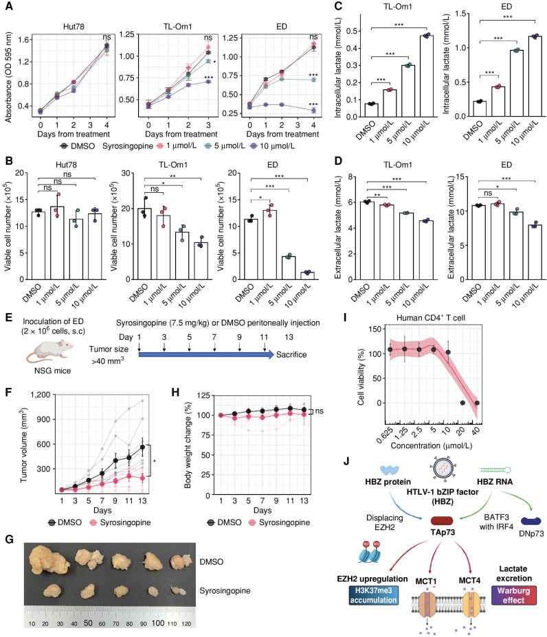 Figure 7. Efficacy of the MCT1/4 inhibitor syrosingopine on ATL cells. A and B, Cell proliferation assay (A) and viable cell numbers (B) for HTLV-1–unifected T cells (Hut78) or ATL cells (TL-Om1 and ED) treated with syrosingopine (1 μmol/L, 5 μmol/L and 10 μmol/L; n = 3). Values in comparison with the dimethyl sulfoxide (DMSO) group are shown. C and D, ATL cells expel less lactate when treated with syrosingopine. Lactate was examined intracellularly (C) or extracellularly (D) after 4 days of syrosingopine treatment. E–H, Therapeutic efficacy of syrosingopine in NOD/SCID/IL2Rgnull (NSG) mice after inoculation with ATL cells (ED). Experimental outline for the in vivo experiment to compare syrosingopine with DMSO (E). Tumor volumes were measured every 2 days in NSG mice treated with syrosingopine (n = 7) or DMSO (n = 8; F). Representative tumors resected from the mice are shown in G. Body weight changes of NSG mice treated with syrosingopine (n = 7) or DMSO (n = 4; H). I, Viability of human CD4+ T cells from healthy donors undergoing syrosingopine treatment (n = 3). J, Graphical summary of this study. HBZ protein and RNA both induce the Warburg effect and H3K27me3 accumulation by activating TAp73 expression. Results are plotted as mean ± SD, using one-way ANOVA with post hoc Dunnet test (A–D) or Student t test (F and H). *, P < 0.05; **, P < 0.01; ***, P < 0.001; ns, not significant. Created with BioRender.com.