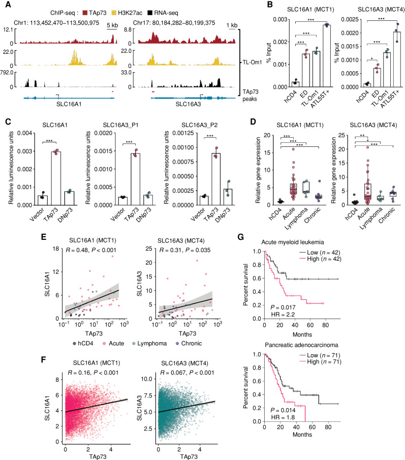 Figure 6. TAp73 upregulates both the SLC16A1 and SLC16A3 genes that encode lactate transporters. A, TAp73 and H3K27ac enrichments (ChIP-seq) and transcripts (RNA-seq) of the SLC16A1 (left) and SLC16A3 (right) genes in TL-Om1 cells. Peaks of TAp73 ChIP-seq are shown as red bars in both genes. B, ChIP-qPCR for TAp73 in the SLC16A1 (left) and SLC16A3 (right) promoter regions in ATL cell lines and healthy human donor CD4+ T cells (hCD4; n = 3). C, Promoter assays using the TP73 motif identified within the TAp73 peaks shown in A. Relative luciferase activities for the SLC16A1 promoter (left) and the SLC16A3 promoter (center and right) were examined with TP73 isoform expression in HEK293 cells. (n = 3). Schematics of the assay plasmids are shown in Supplementary Fig. S5A. D, mRNA expression of SLC16A1 (left) and SLC16A3 (right) measured by RT-qPCR in hCD4 cells (n = 8) and ATL patients (acute type, n = 28; lymphoma type, n = 5; chronic type, n = 7). E and F, Correlation between TAp73 expression and expression of SLC16A1 (left) or SLC16A3 (right) in hCD4 cells and ATL patients (E) and TCGA data (F). G, Overall survival of patients with TAp73, SLC16A1, and SLC16A3 high or low gene sets calculated by the GEPIA2 signature scoring (76) on TCGA data (RNA-seq). Group cutoff for splitting each cohort was set as 60% (high) and 40% (low). Statistical values of the log-rank test are shown with hazard ratio (HR). Results are plotted with mean ± SD, using one-way ANOVA with post hoc Dunnet (B and C) or Steel test (D). *, P < 0.05; **, P < 0.01; ***, P < 0.001; ns, not significant.