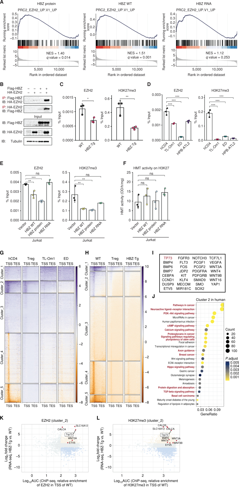 Figure 2. HBZ protein alters EZH2 genome-wide distribution and decreases its binding to the TAp73 promoter. A, GSEA plots for mouse CD4+ T cells transduced with WT or mutant HBZ compared with the vector. The normalized enrichment score (NES) and q-value are listed. B, Immunoprecipitation (IP) with anti-Flag antibody (Flag-HBZ) showing interaction between HBZ protein and EZH2 in HEK293T cells. IP was analyzed by SDS-PAGE and immunoblotting (IB). C–E, ChIP-qPCR for EZH2 and H3K27me3 in the TAp73 promoter region. The %Input is shown for WT or HBZ-Tg mouse CD4+ T cells (C), human CD4+ T cells from healthy donors (hCD4) or ATL cell lines (D), and Jurkat cells with stable transduction of WT or mutant HBZ (E; n = 3). F, Histone methyltransferase (HMT) activity on H3K27 among transduced Jurkat cells (n = 3). G and H, Heat maps for genomic regions with enriched ChIP-seq scores for H3K27me3. The score for each region was scaled and clustered based on healthy human donor CD4+ T cells (hCD4; G) or WT mouse CD4+ T cells (H) with transcription start site (TSS) and transcription end site (TES) labeling. In addition to Treg, ATL cells (TL-Om1 and ED; G) and cells from HBZ-Tg mice (H) were analyzed. I, Representative genes found in cluster 2 that were shared between the results from human and mouse cells in G and H, respectively. J, Results of KEGG pathway analysis using the genes in cluster 2 for humans (G). Shared pathways between human and mouse cells are highlighted in red. Statistical values and gene counts calculated by the clusterProfiler are shown. K and L, Scatter plots of mouse cluster 2 genes resulting from combinational analysis of RNA-seq (HBZ-Tg mouse CD4+ T cells relative to WT) and ChIP-seq [relative enrichments in TSS of WT as area under the curve (AUC)] for EZH2 (K) and H3K27me3 (L). Results are plotted as mean ± SD, using Student t test (C) or one-way ANOVA with the post hoc Dunnet test (D–F). *, P < 0.05; **, P < 0.01; ***, P < 0.001; ns, not significant.