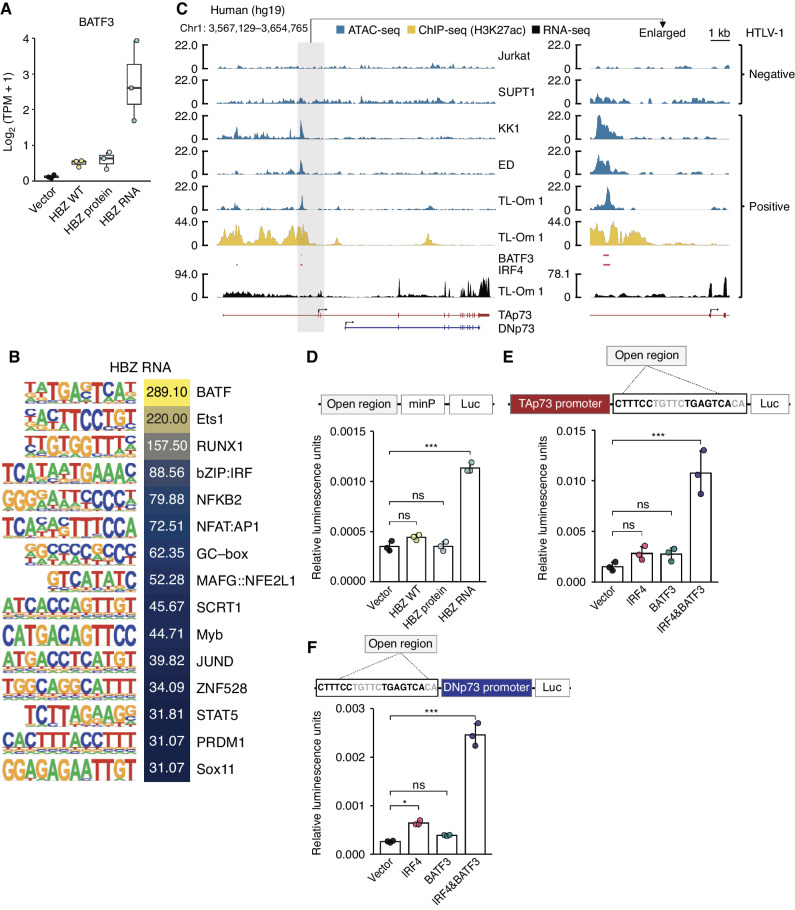 Figure 3. HBZ RNA activates both TAp73 and DNp73 promoters via BATF3-IRF4 transcriptional machinery. A, Transcripts per million (TPM) of BATF3 in HBZ-transduced murine CD4+ T cells (n = 3). B, The top-ranked enriched motifs of HBZ RNA-transduced murine CD4+ T cells with their log2 P values from the findMotifsGenome results (HOMER). C, Chromatin accessibility (ATAC-seq), H3K27ac enrichment, BATF3/IRF4 binding regions (ChIP-seq; SRX2548278 and SRX2548284; ref. 25) analyzed by using the ChIP-Atlas (73), and transcripts (RNA-seq) of the TP73 gene in HTLV-1–negative or –positive human T-cell lines. D, Promoter assays of the HTLV-1–specific open region identified in C (hg19 genome region of chr1:3593076–3594185) with a minimal promoter (minP) in HEK293 cells cotransfected with WT or mutant HBZ. The open region was inserted into pNL3.2.CMV after cloning of the genome region as shown in a schematic of construct. E and F, The IRF4/AP-1 motifs identified within the open region (hg19 genome region of chr1:3593076–3594185) were subjected to promoter assays with IRF4 and/or BATF3 induction: for the promoter of TAp73 (E) and the promoter of DNp73 (F; n = 3). A schematic of the assay construct is shown above the corresponding bar plot. Results are plotted with mean ± SD, using one-way ANOVA with the post hoc Dunnet test (D–F). *, P < 0.05; ***, P < 0.001; ns, not significant.