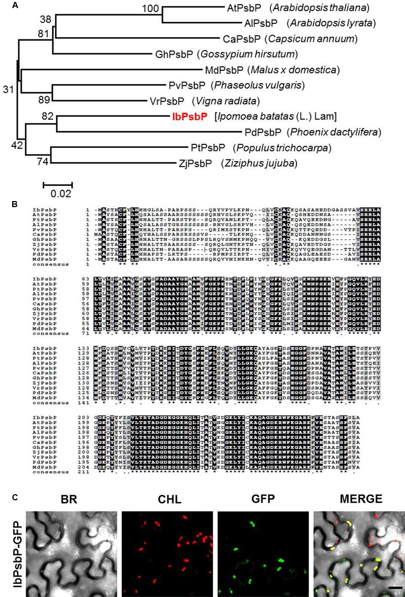 FIGURE 2