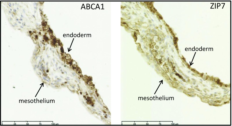 Fig. 3.