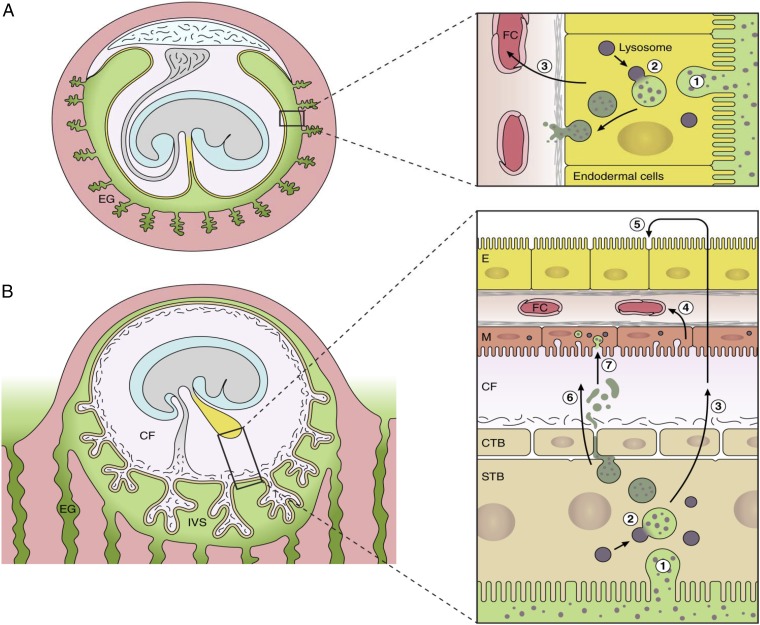 Fig. 7.