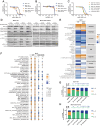 Figure 1. Sensitivity and molecular consequences of CDK7 inhibition by SY-1365 in WT and mutant-ER breast cancer cells. A, Dose–response curves in WT-ER and mutant ER with and without the C312S CDK7 mutation in MCF7 cells after 5 days of treatment with SY-1365. Experiments were performed in triplicate and data were reported as average ± SEM. B, Dose–response curves in WT-ER and mutant ER with and without the C312S CDK7 mutation in MCF7 cells after 5 days of treatment with THZ1. Experiments were performed in triplicate and data reported as average ± SEM. C, Dose–response curves for SY-1365 treatment in ER-WT and doxycycline-inducible Y537S (DOX-Y537S) and D538G (DOX-D538G) ER-mutant MCF7 and T47D cells. Experiments were performed in triplicate and data reported as average ± SEM. D, Expression of CDK7 targets by whole cell lysates by Western blotting after treatment with increasing doses of SY-1365 (10–100 nmol/L) at multiple timepoints (6–72 hours). E, RPPA data from 24 hours of SY-1365 50 nmol/L in treated versus untreated ER-WT and DOX-Y537S MCF7 cells. Only total and phosphoproteins that were significantly (Welch t test, FDR < 0.05, outlined rectangles) upregulated or downregulated in at least one condition are shown. F, GSEA on differentially expressed genes from 6 and 24 hours, SY-1365 50 nmol/L-treated versus untreated, WT and DOX-Y537S MCF7 cells. Pathways that were significant in at least one pathway (FDR < 0.25) are shown. SY-1365 effect on the cell cycle of ER-WT (G) and DOX-Y537S (H) MCF7 cells at 48 hours. Percentages of cells in the cell cycle phases G0–G1, S, and G2–M are shown as a stacked barplot ± SEM. Significant cell accumulation in G0–G1 and G2–M phases compared with DMSO are reported above the barplot (two-way ANOVA Tukey multiple comparisons test).
