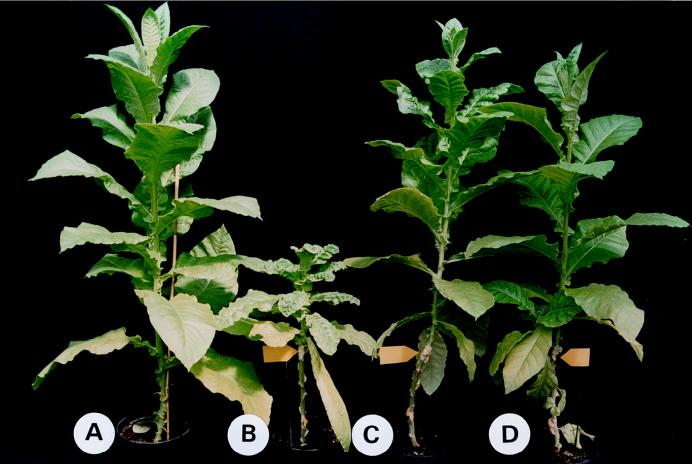 FIG. 6