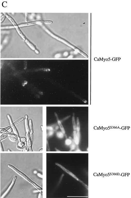 FIG. 5.