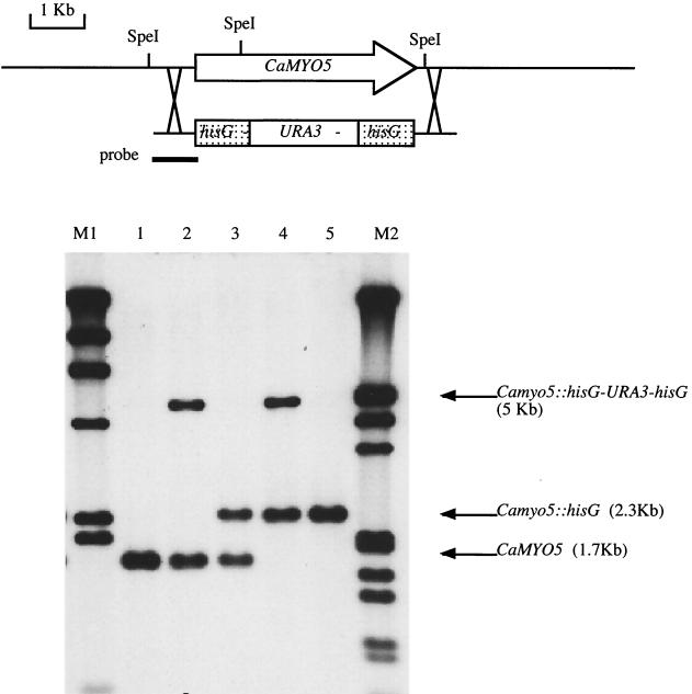 FIG. 1.