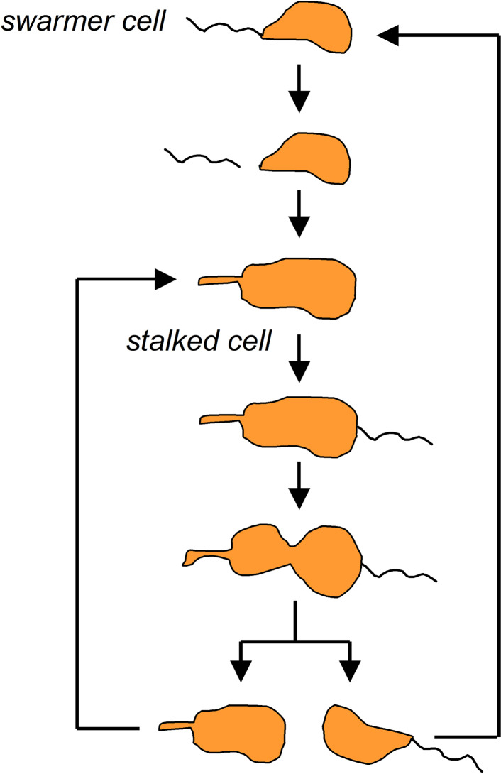 Fig. 2