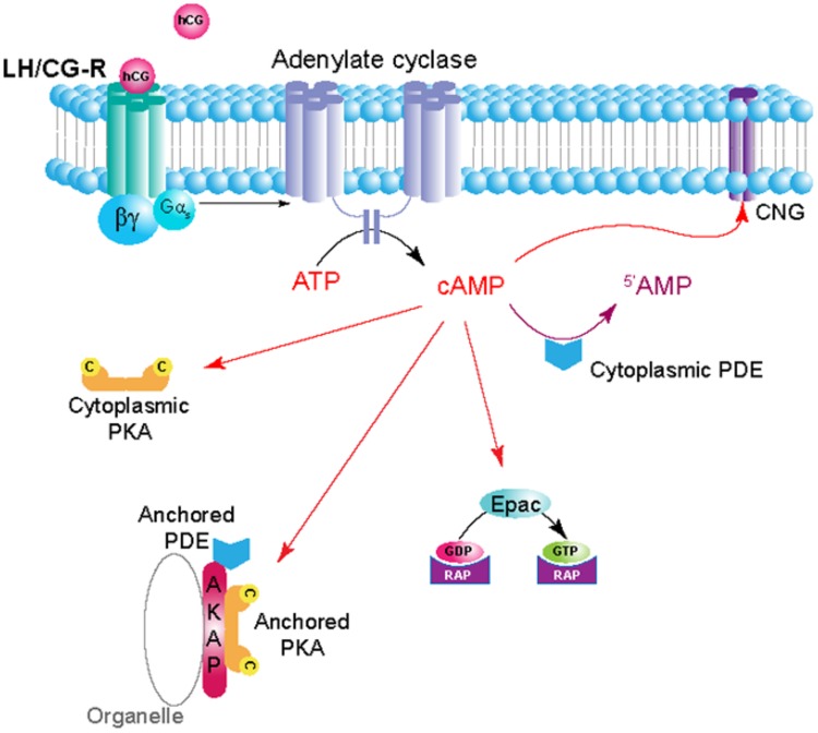 FIGURE 2